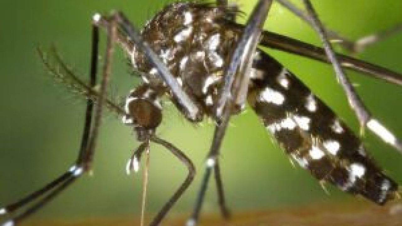 02-0325-0470-dengue