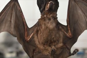 02-1025-0306-morcego-centro-de-controle-de-zoonoses-ccz-cg-pr