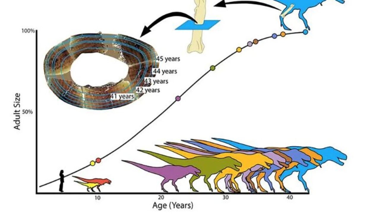 Tirannossauro Rex atinge tamanho máximo de 8 toneladas em 35 anos