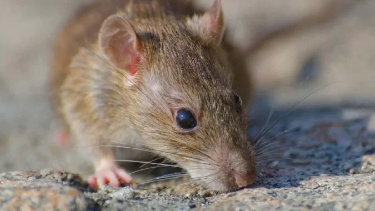 O rato é um transmissor da doença. (Foto: Freepik)