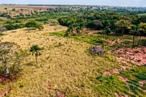 Desmate de 7,48 hectares de vegetação nativa em área de Mata Atlântica é investi