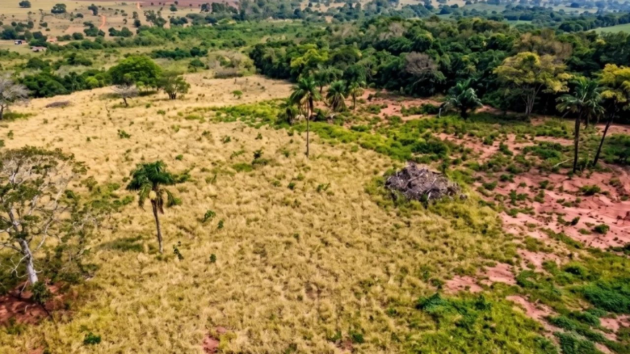 Desmate de 7,48 hectares de vegetação nativa em área de Mata Atlântica é investi