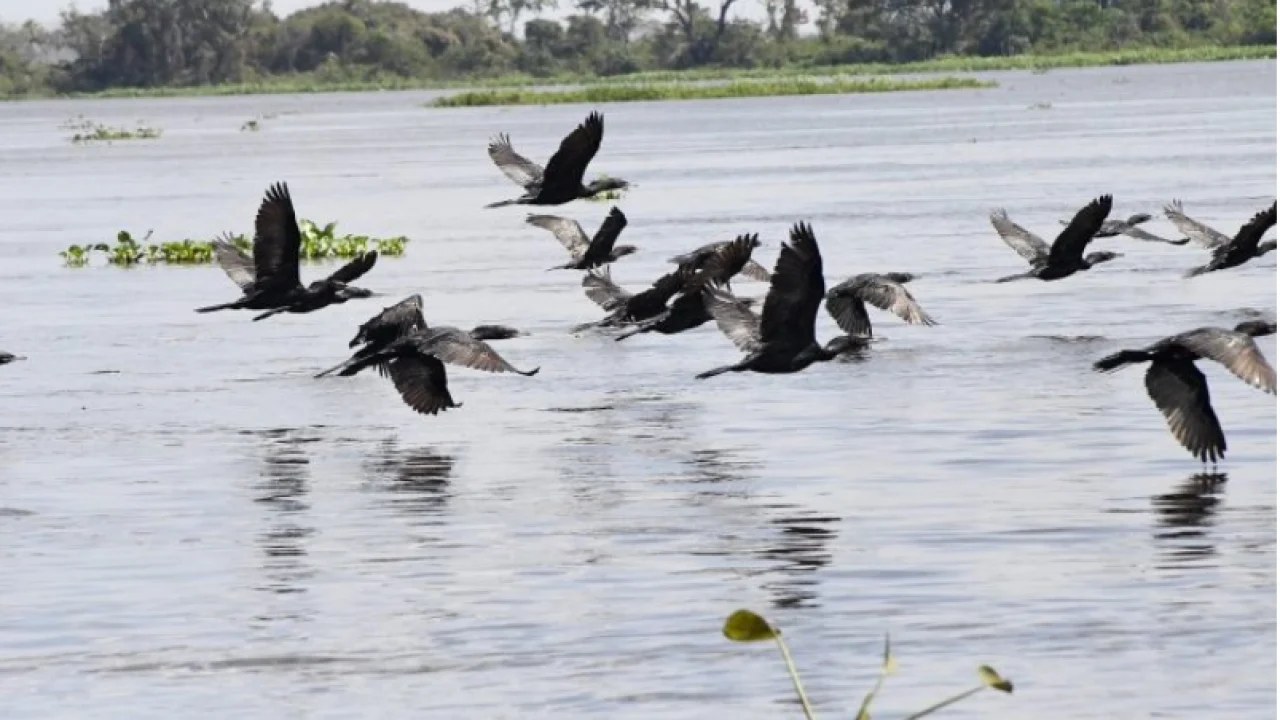 Foto: Pantanal - Foto: Bruno Rezende