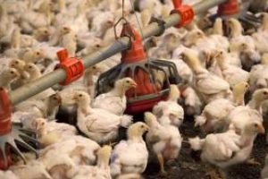 China retoma importação de carne de frango do Rio Grande do Sul