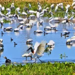 Foto: Campo Grande sedia conferência internacional sobre espécies migratórias -