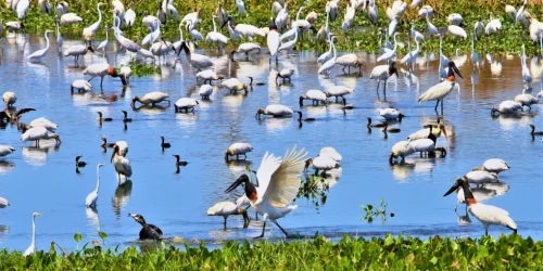 Foto: Campo Grande sedia conferência internacional sobre espécies migratórias -