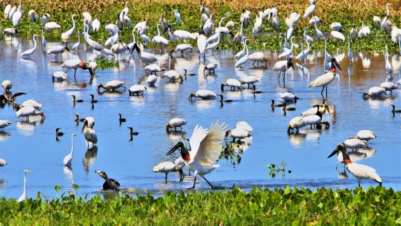 Foto: Campo Grande sedia conferência internacional sobre espécies migratórias -