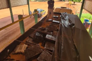 PRF apreendeu 2.170 quilos de maconha escondidos em meio a carga de milho, em It