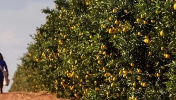 Foto: Área destinada à citricultura em MS passou de 2,5 mil para 36,5 mil hectar