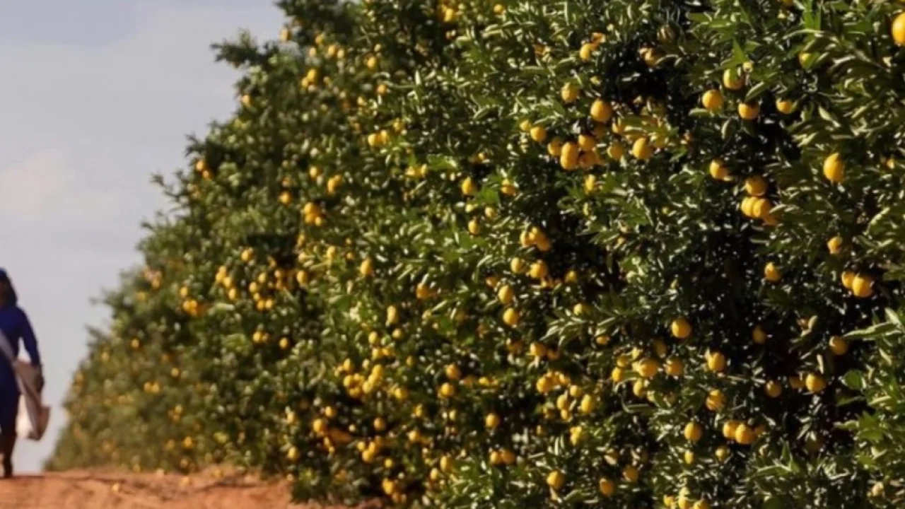 Foto: Área destinada à citricultura em MS passou de 2,5 mil para 36,5 mil hectar