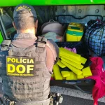 Droga apreendida — Foto: Droga apreendida - Foto: DOF/Divulgação