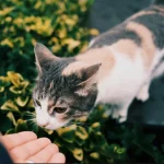 Simpatia de pedir dinheiro pra gatos viralizou nas redes sociais — Foto: Simpati