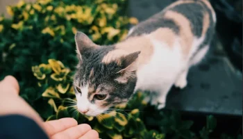 Simpatia de pedir dinheiro pra gatos viralizou nas redes sociais — Foto: Simpati