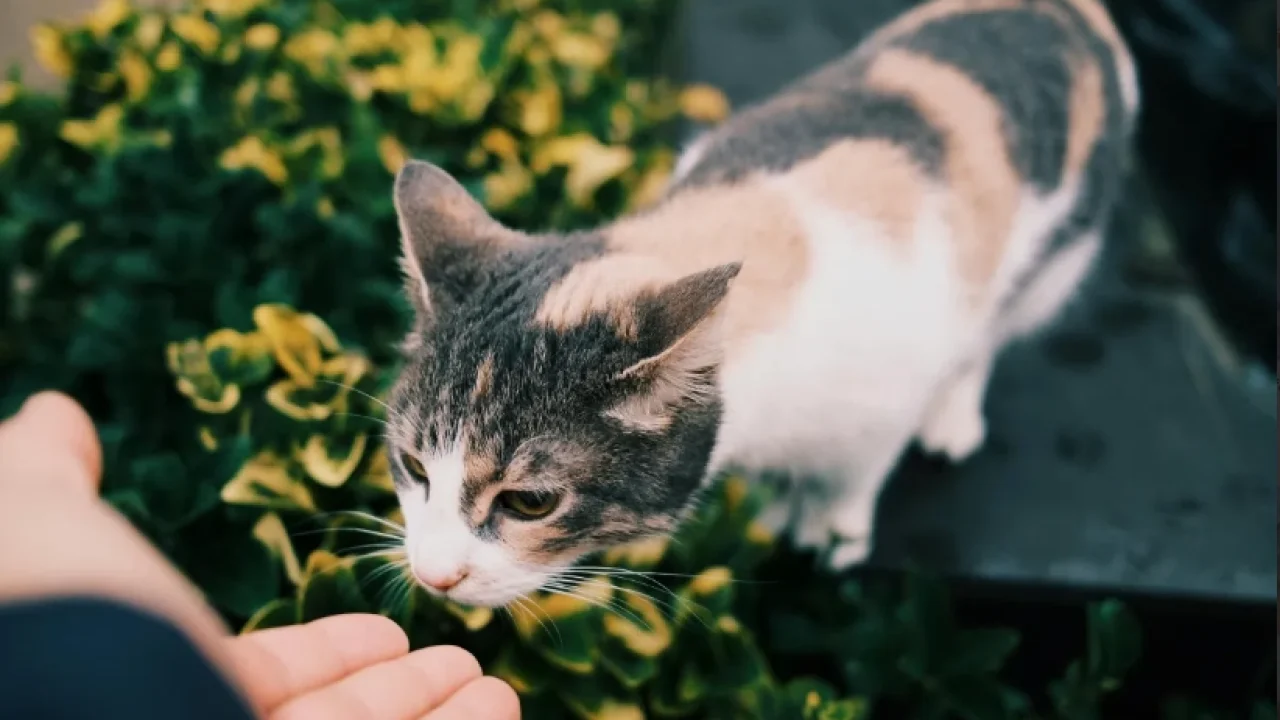 Simpatia de pedir dinheiro pra gatos viralizou nas redes sociais — Foto: Simpati