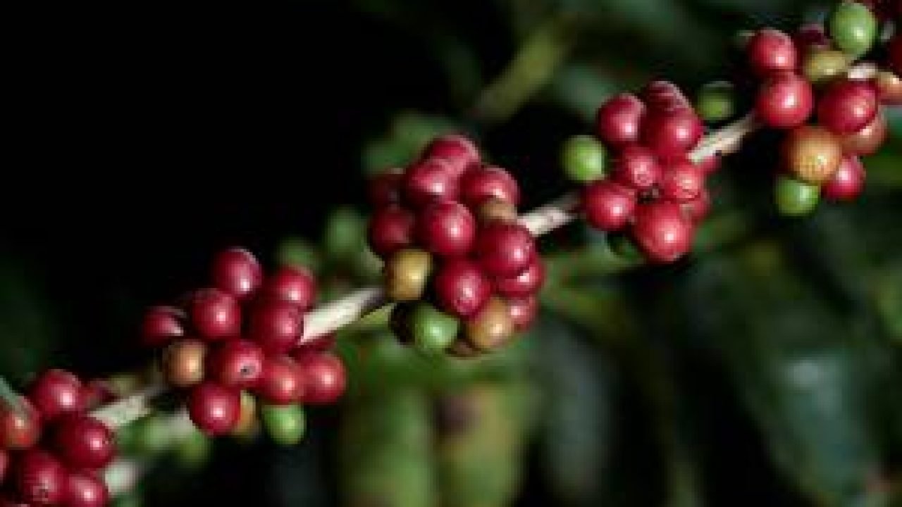 Exportações de café verde aumentam 4,8% com forte fluxo de robusta