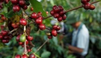 Brasil Registra Alta na Exportação de Café