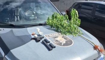 Pistola, entorpecentes e pé de maconha foram encontrados no local. — Foto: Pisto