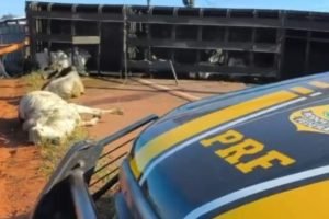 Foto: Caminhão transportava 60 bovinos. (Leitor Midiamax)