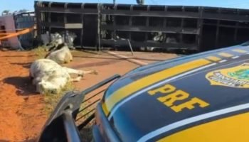 Foto: Caminhão transportava 60 bovinos. (Leitor Midiamax)