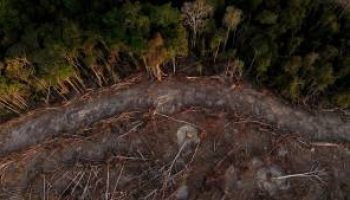 Tradings abandonam Moratória da Soja e colocam em dúvida promessas verdes