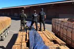Carga de madeira que escondia cocaína. (Foto: Divulgação)