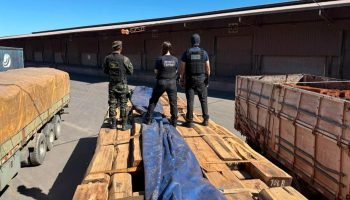 Carga de madeira que escondia cocaína. (Foto: Divulgação)