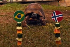 Jabuti_Bioparque_Foto-Reproducao-Redes-Sociais