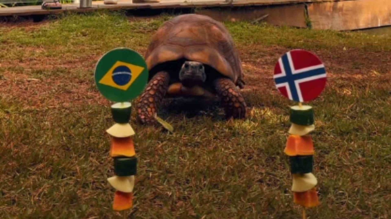 Jabuti_Bioparque_Foto-Reproducao-Redes-Sociais