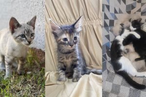 Gatinhos para adoção — Foto: Gatinhos para adoção (Foto: Divulgação, ONG Amicats