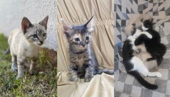 Gatinhos para adoção — Foto: Gatinhos para adoção (Foto: Divulgação, ONG Amicats