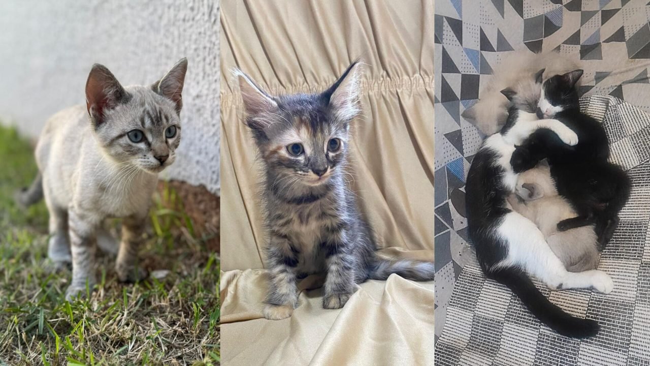 Gatinhos para adoção — Foto: Gatinhos para adoção (Foto: Divulgação, ONG Amicats