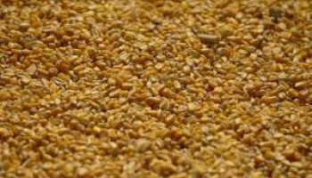 Estoques de milho dos EUA batem recorde em dezembro