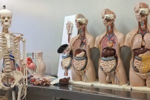 Anatomia UEMS — Foto: Anatomia UEMS (Divulgação)