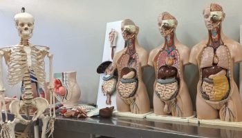 Anatomia UEMS — Foto: Anatomia UEMS (Divulgação)