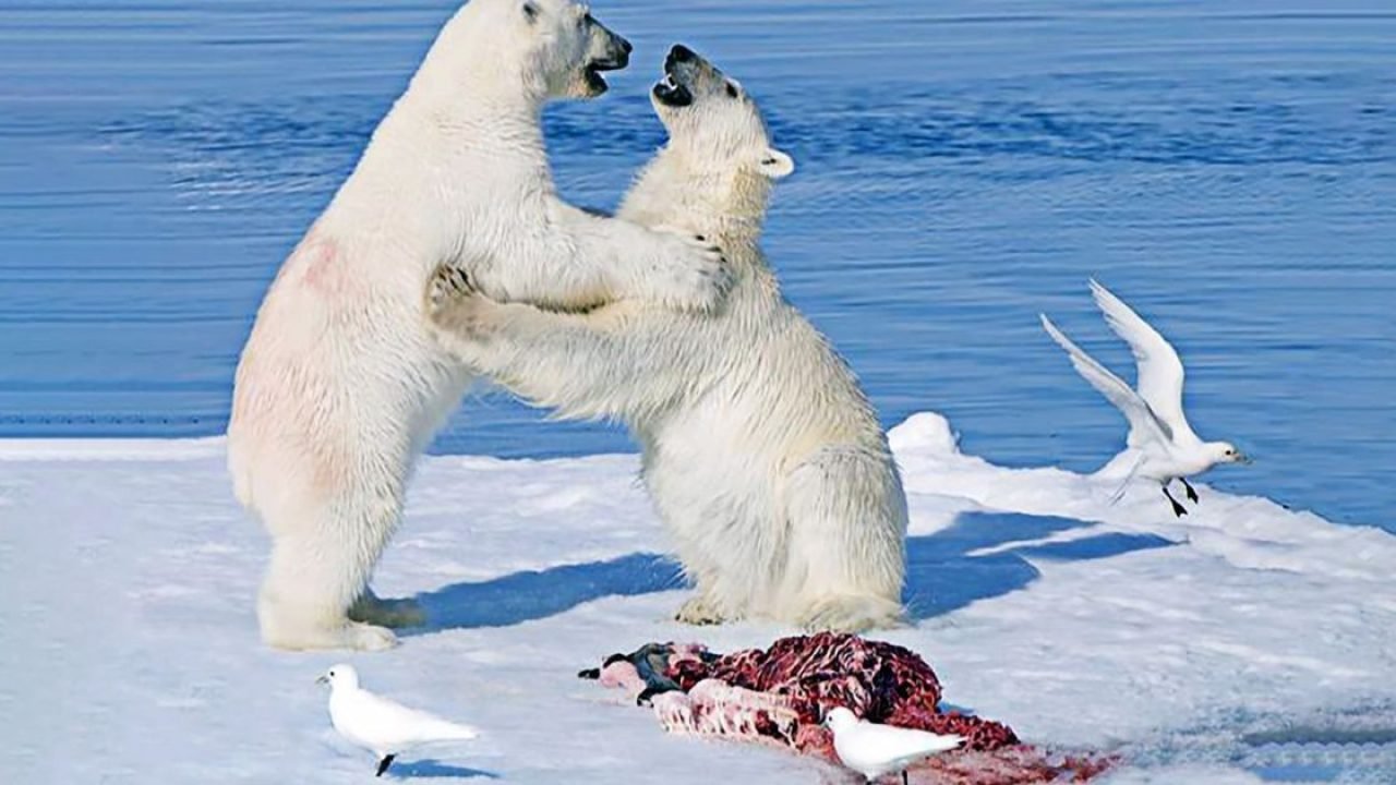 Sobras de Ursos Polares Alimentam Ecossistema de Carniceiros no Ártico