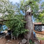 Árvore do tipo "barriguda" caiu sobre a casa — Foto: Árvore do tipo "barriguda"