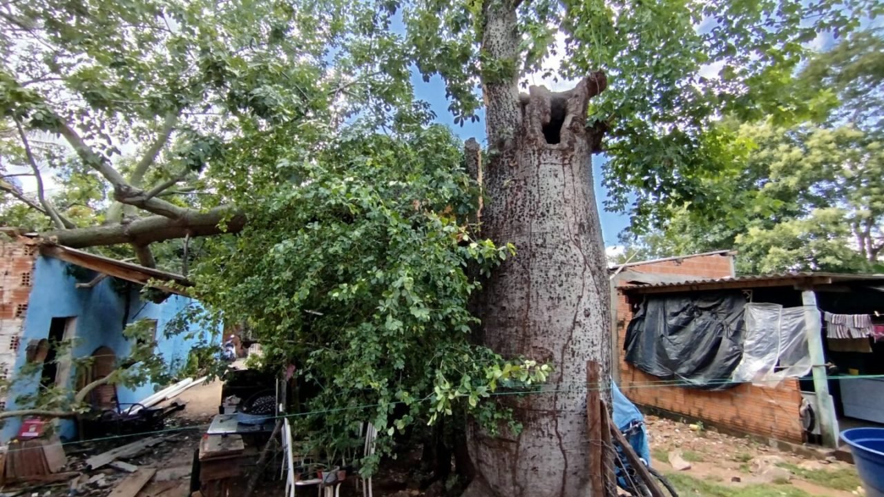 Árvore do tipo "barriguda" caiu sobre a casa — Foto: Árvore do tipo "barriguda"