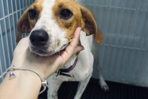 Foto: Neste ano, o MS Tampinhas completa oito anos de atuação e já contribuiu pa