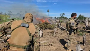 Operação binacional destruiu plantações, acampamentos e toneladas de maconha na