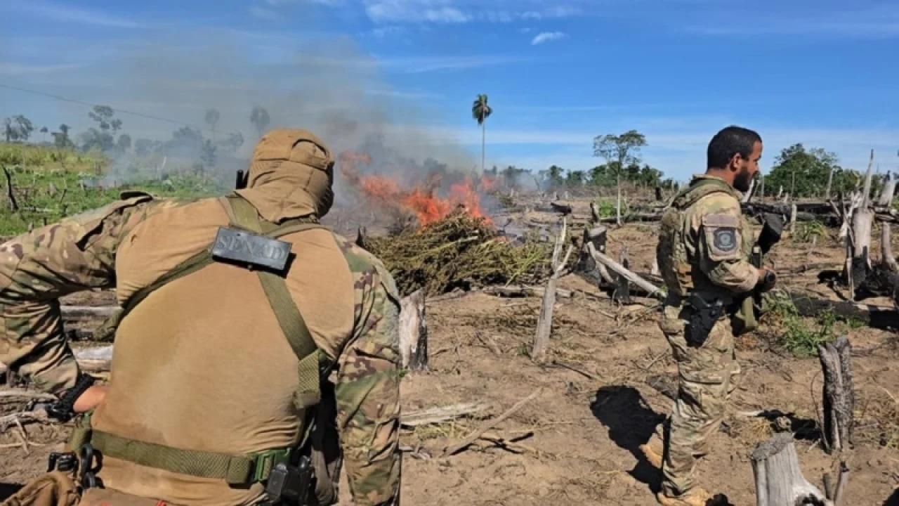 Operação binacional destruiu plantações, acampamentos e toneladas de maconha na