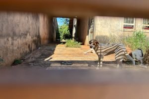 abril-laranja-mobiliza-campo-grande