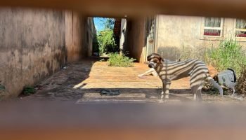 abril-laranja-mobiliza-campo-grande