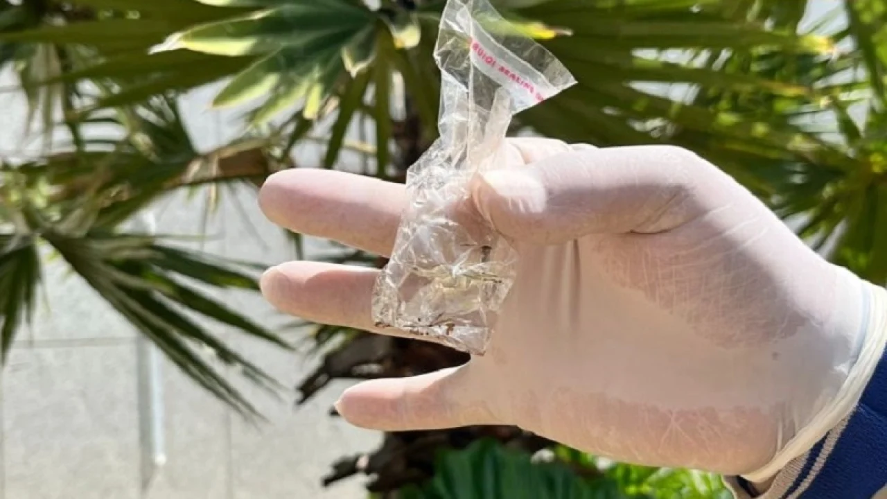 Foto: Mais de 223 mil doses da vacina contra a dengue já foram aplicadas no Esta
