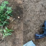 Pé de maconha encontrado na residência e arma utilizada no crime. — Foto: Pé de