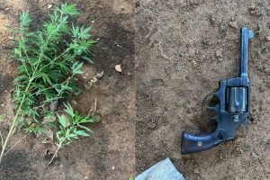 Pé de maconha encontrado na residência e arma utilizada no crime. — Foto: Pé de