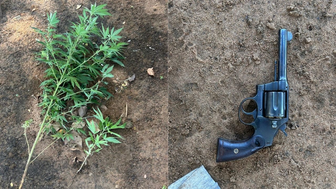 Pé de maconha encontrado na residência e arma utilizada no crime. — Foto: Pé de
