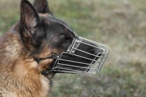 adorable-german-shepherd-with-muzzle-outdoors