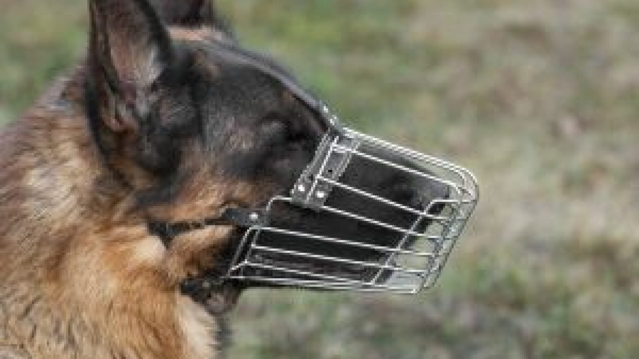 adorable-german-shepherd-with-muzzle-outdoors