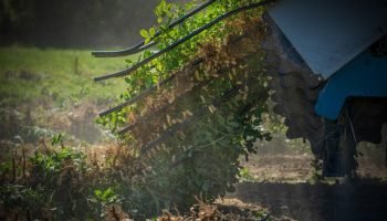 Agronegócio promove discurso verde na COP30