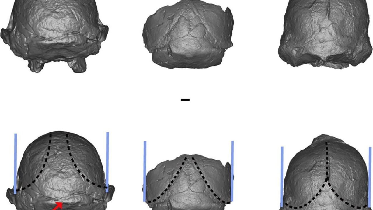 Fóssil Little Foot Desafia Classificação como Nova Espécie Humana Ancestral